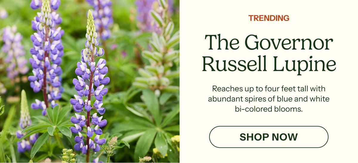 The Governor Russell Lupine