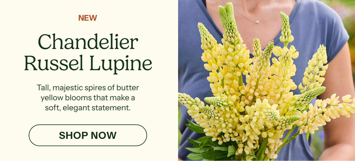 Chandelier Russell Lupine