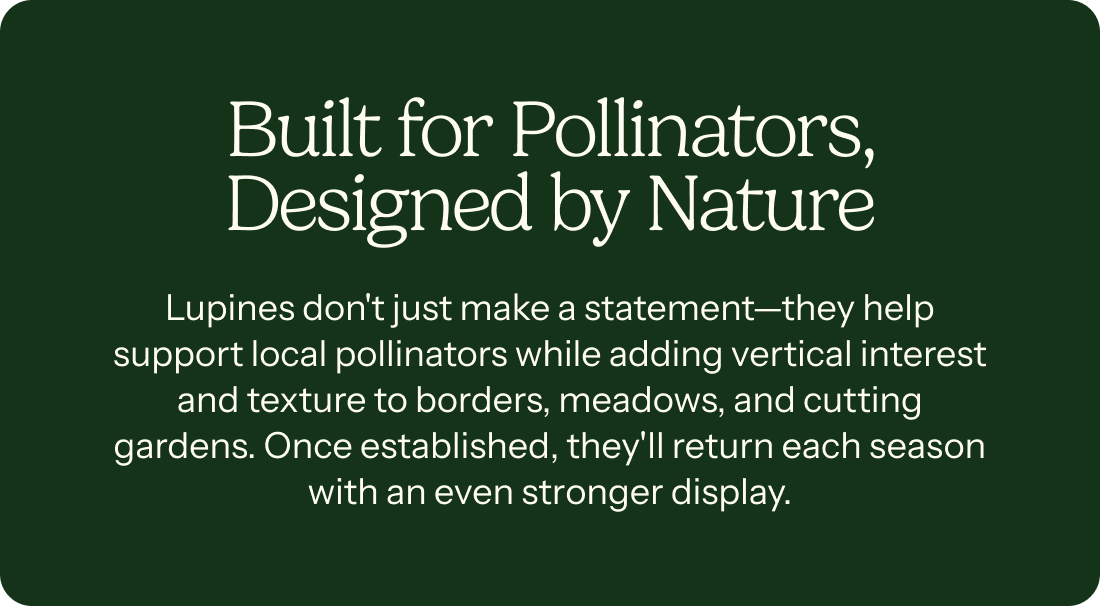 Built for Pollinators, Designed by Nature – Lupines don't just make a statement—they help support local pollinators while adding vertical interest and texture to borders, meadows, and cutting gardens. Once established, they'll return each season with an even stronger display.