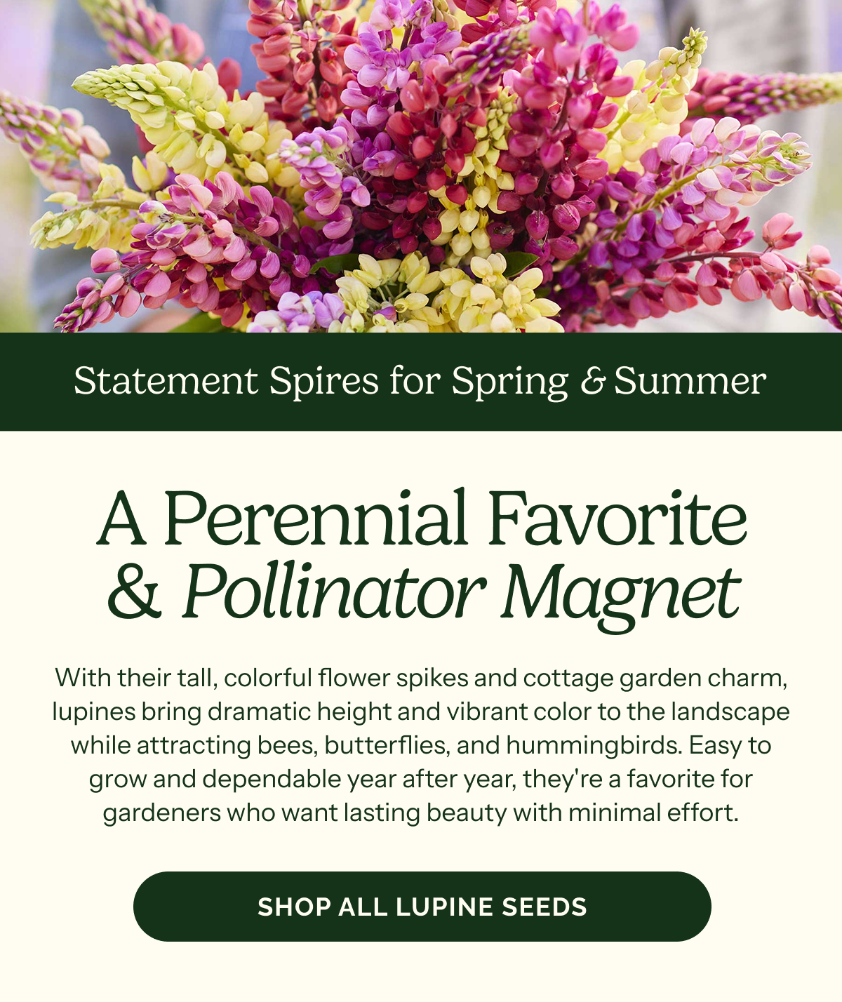A Perennial Favorite & Pollinator Magnet – Statement Spires for Spring & Summer – With their tall, colorful flower spikes and cottage garden charm, lupines bring dramatic height and vibrant color to the landscape while attracting bees, butterflies, and hummingbirds. Easy to grow and dependable year after year, they're a favorite for gardeners who want lasting beauty with minimal effort. SHOP ALL LUPINE SEEDS