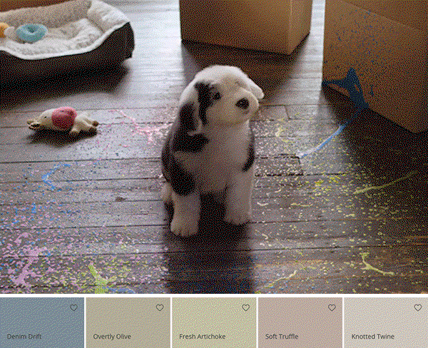 Dulux Pet Parenthood Palette