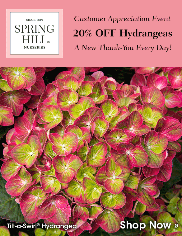 TODAY ONLY: 20% OFF Hydrangeas