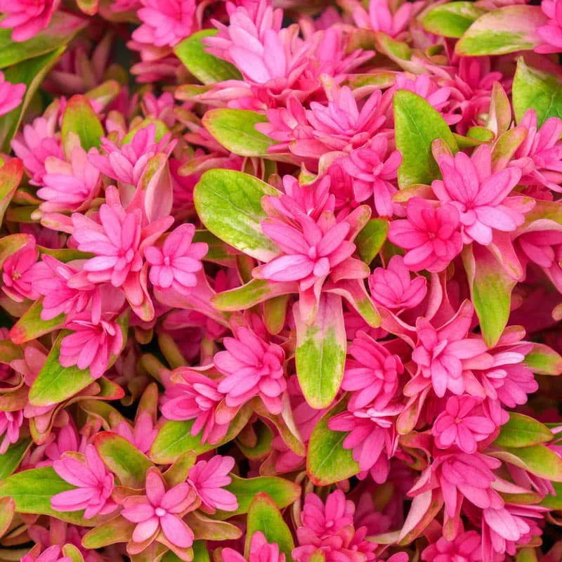 Princess Diana Mophead Hydrangea

