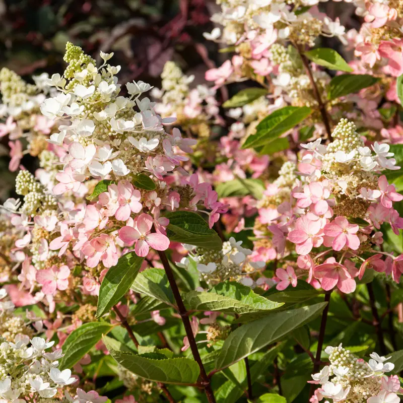Flare™ Hydrangea
