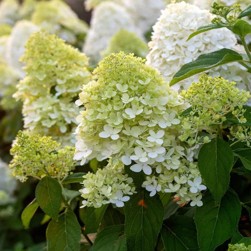 
                    Limelight Hydrangea
