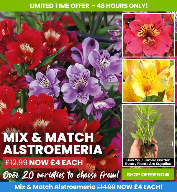Alstroemeria Mix & Match