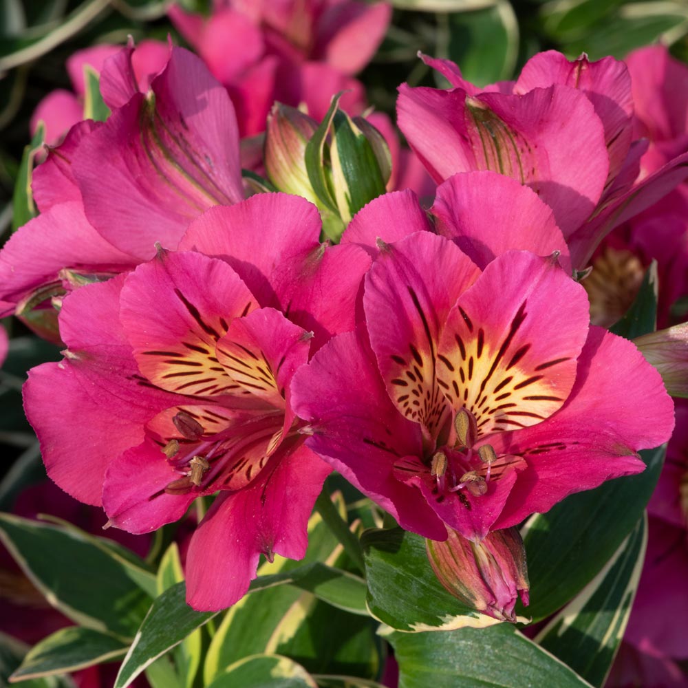 Alstroemeria 'River Valley'