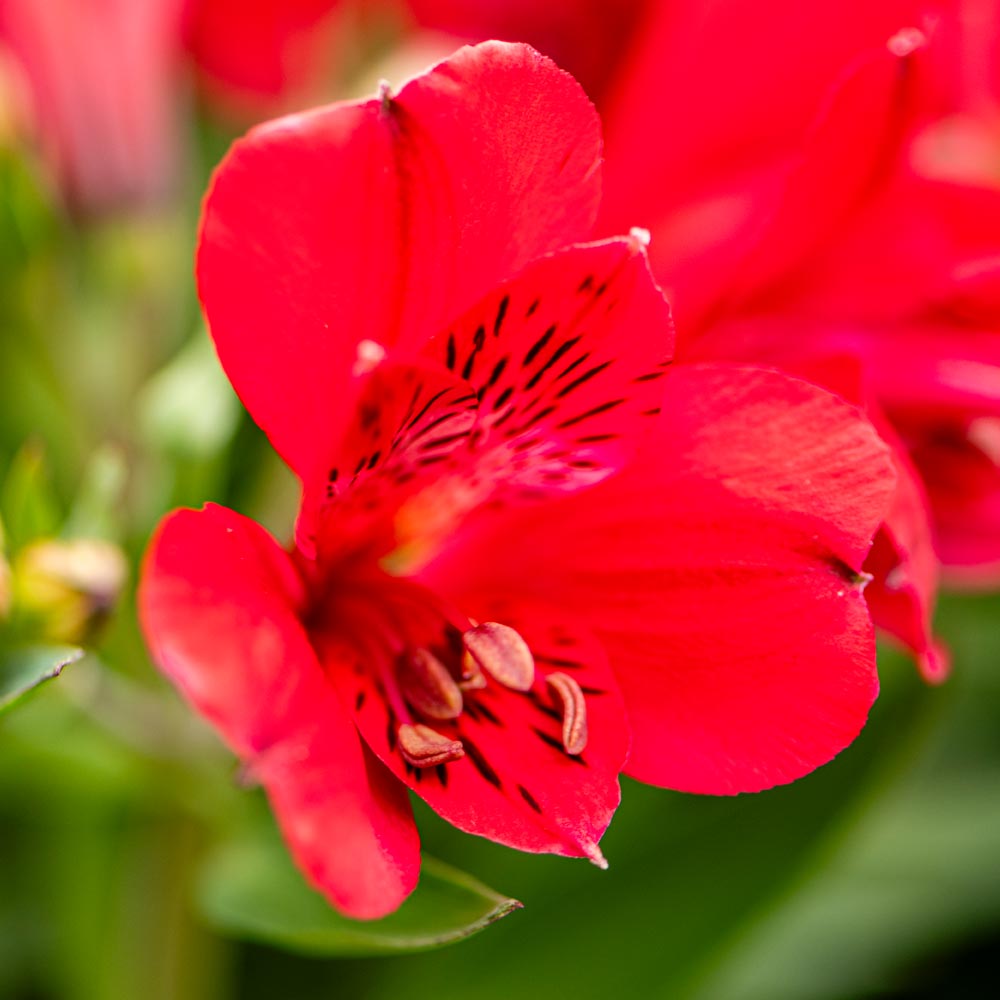 Alstroemeria 'Valentino'