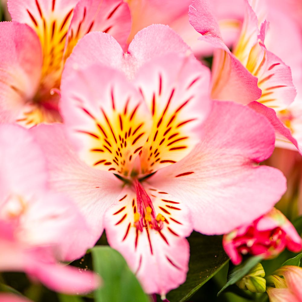 Alstroemeria 'Inticancha Sunshine'