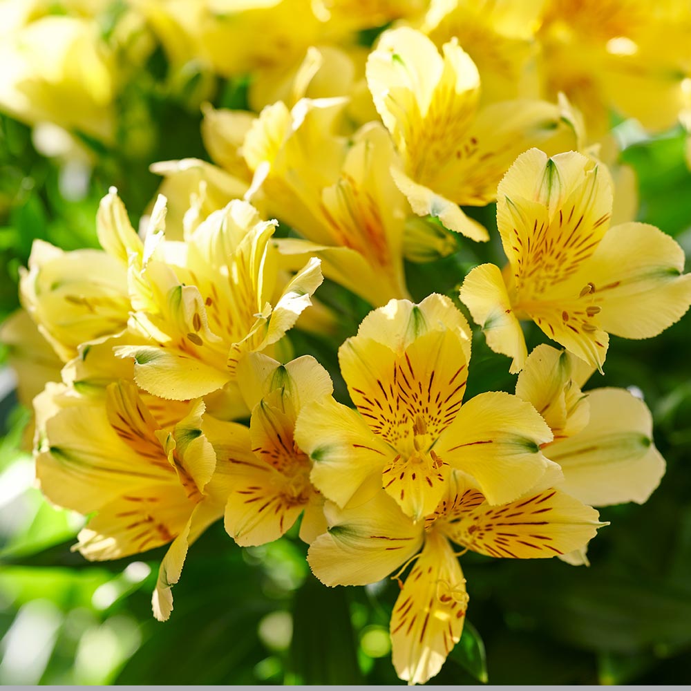 Alstroemeria 'Inticancha Havana'