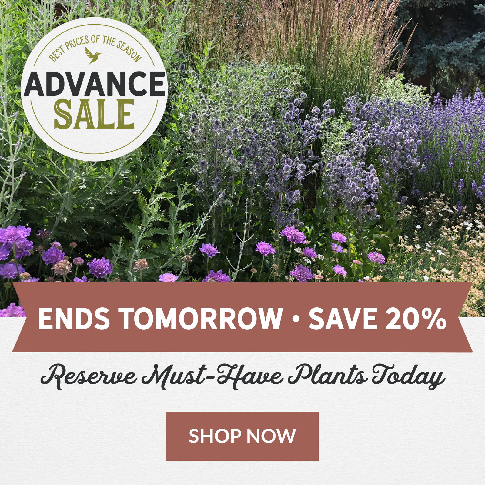 Advance Sale Save 20% Ends Tomorrow