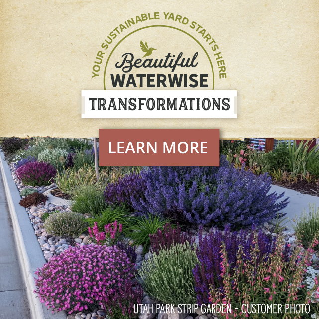 Beautiful waterwise transformations