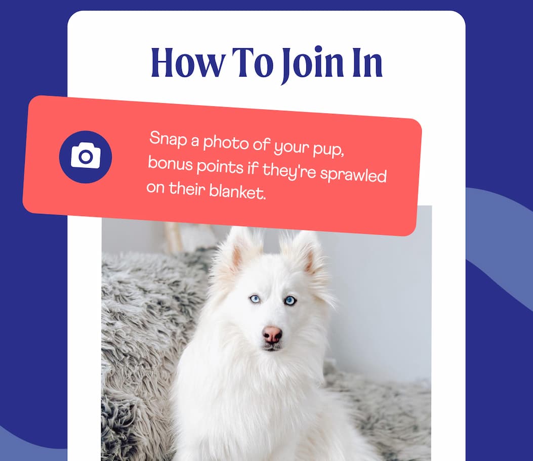 How to Join In  | 1. 📸 Snap a photo of your pup, bonus points if they're sprawled on their blanket.