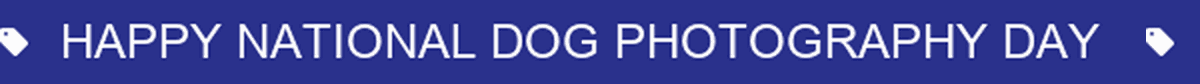 Happy National Dog Photography Day | EXCLUSIVE 35% OFF FOR THE FIRST 20 PUPS ONLY
