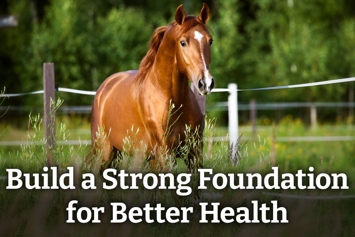 Build a Strong Foundation for Better Health - Shop Horse Supplements
