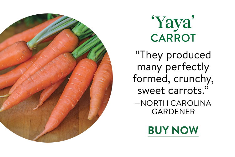 Yaya Organic Carrot Seeds