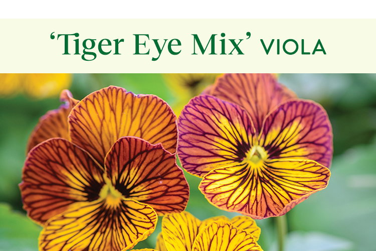 Tiger Eye Mix Viola Seeds & Plants