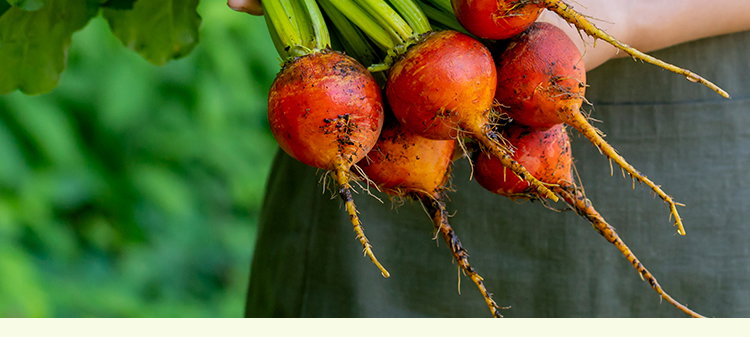 Burpee's Golden Beet Seeds