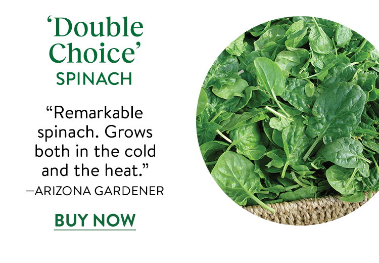 Double Choice Spinach Seeds