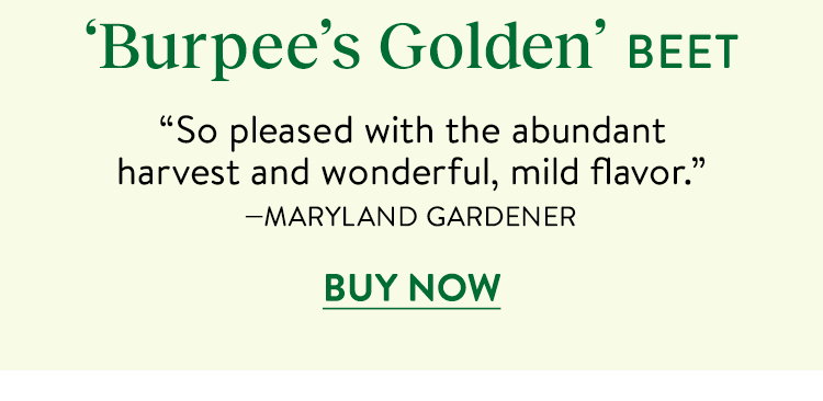 Burpee's Golden Beet Seeds
