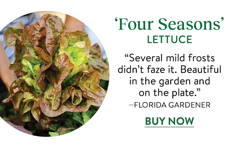 Four Seasons Lettuce Seeds