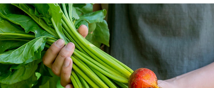 Burpee's Golden Beet Seeds