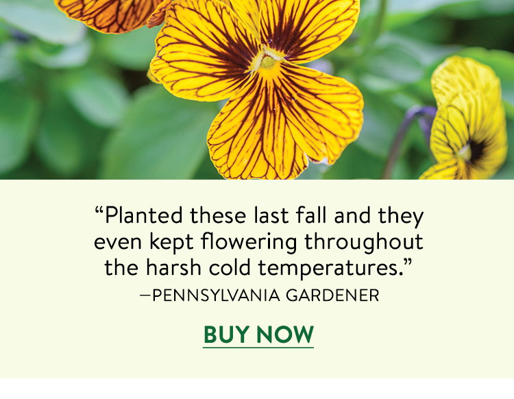 Tiger Eye Mix Viola Seeds & Plants