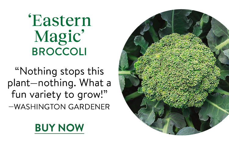 Eastern Magic Broccoli Seeds & Plants