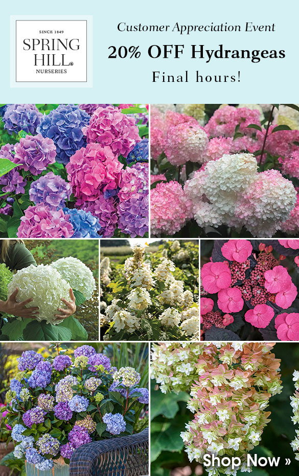FINAL HOURS: 15% OFF Perennials
