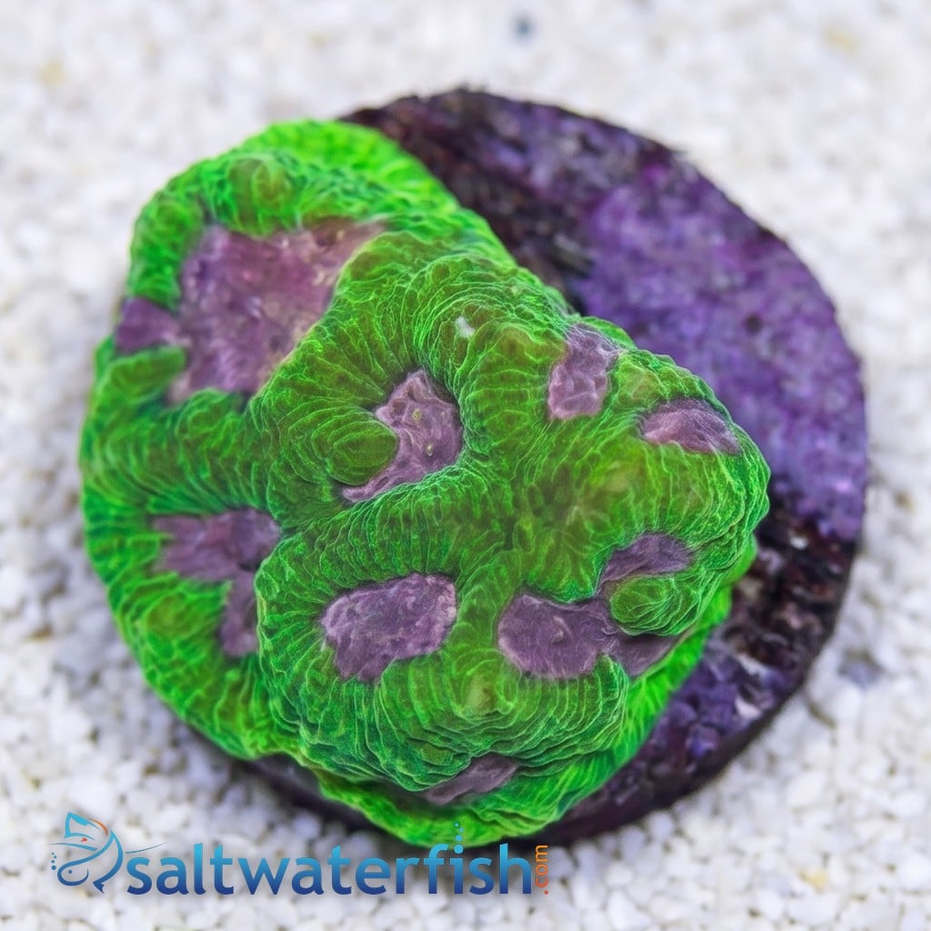 Platygyra Maze Pink Center Aquacultured