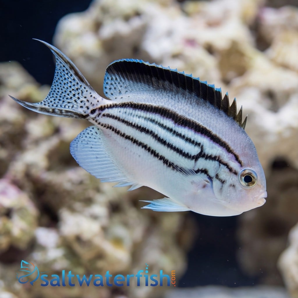 Lamarck Angelfish: Female