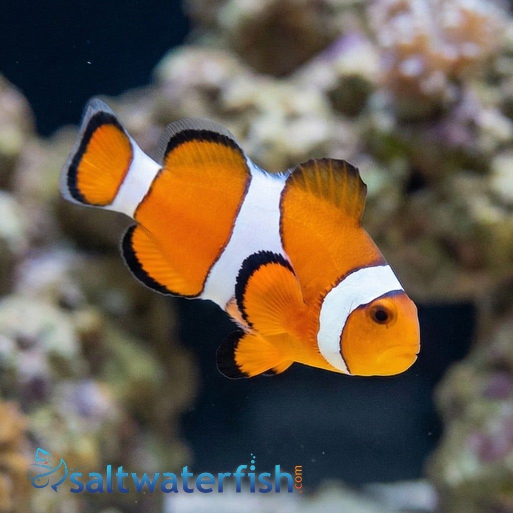 Ocellaris Clownfish