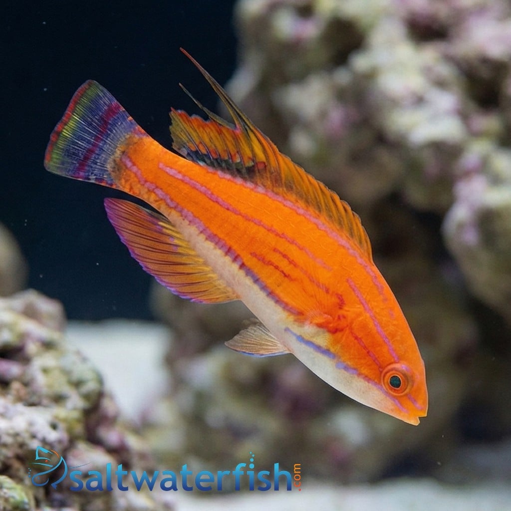 Carpenter's Flasher Wrasse