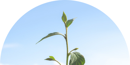 Planting trees