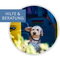 Blog Beitrag: Wohnmobile für Hundebesitzer