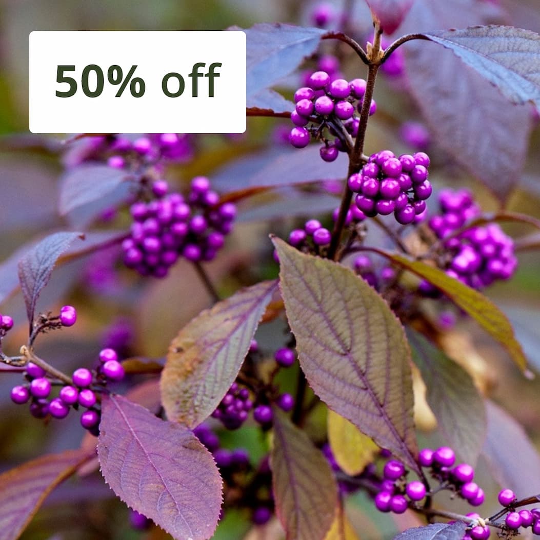 Callicarpa bodinieri var. giraldii 'Profusion'