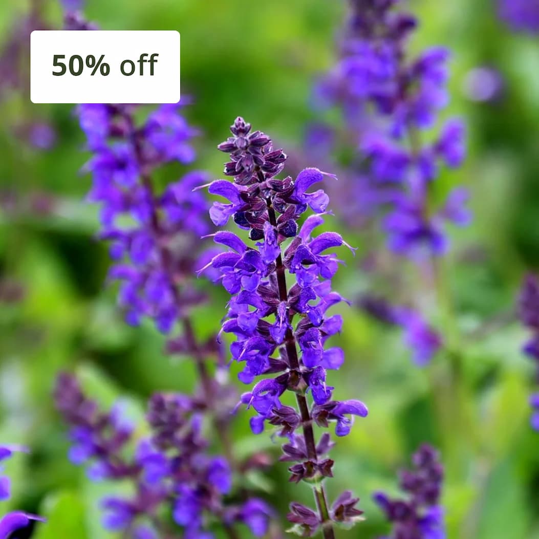 Salvia × sylvestris 'Viola Klose'