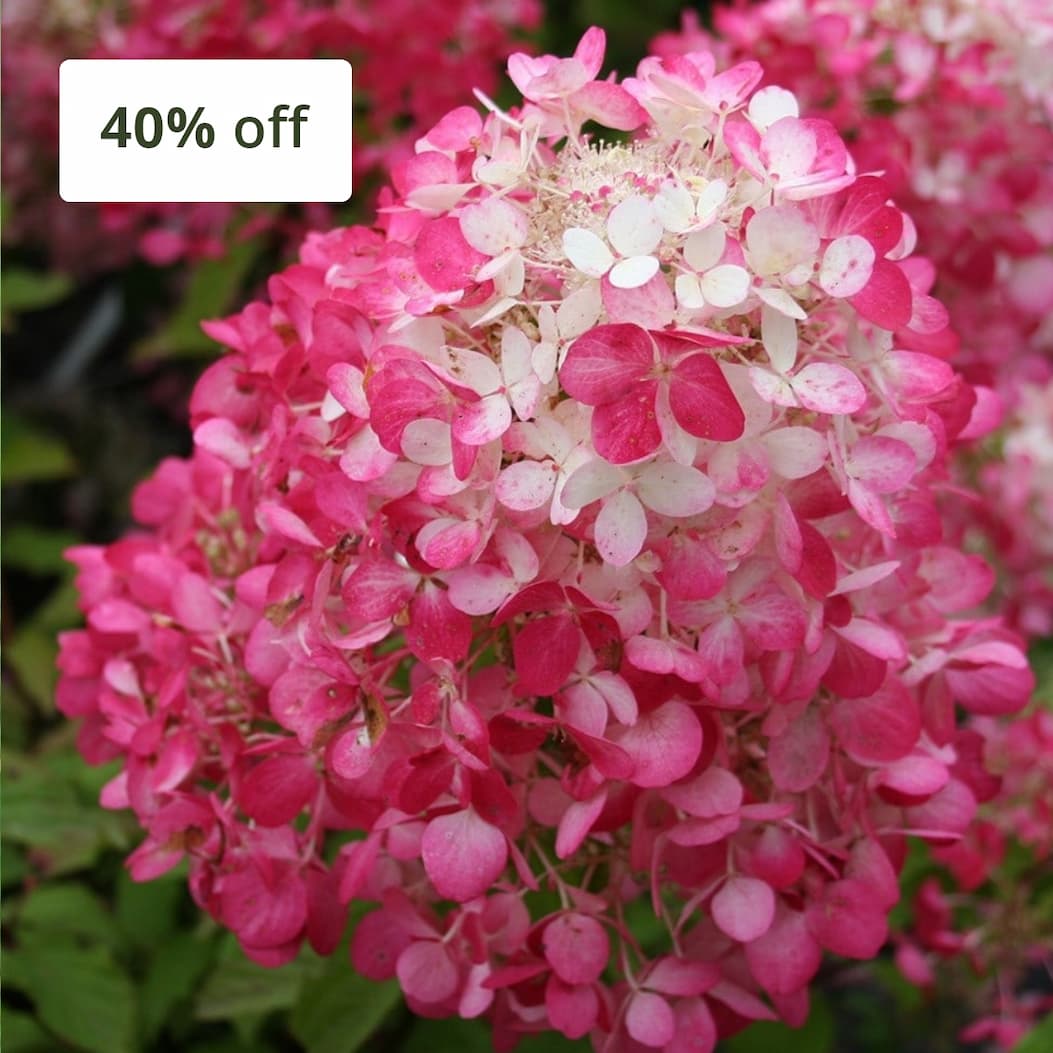Hydrangea paniculata Diamant Rouge
