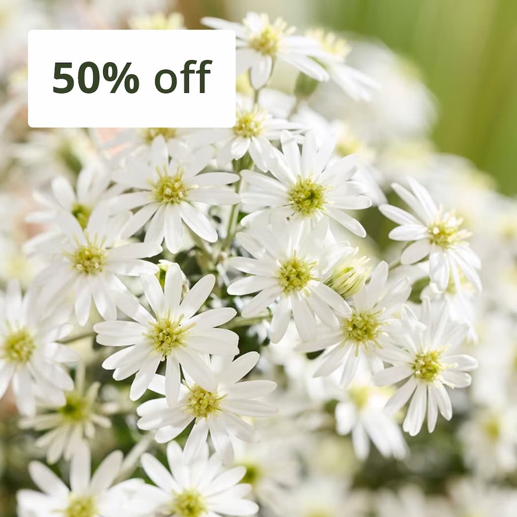 Olearia phlogopappa 'Spring Bling'
