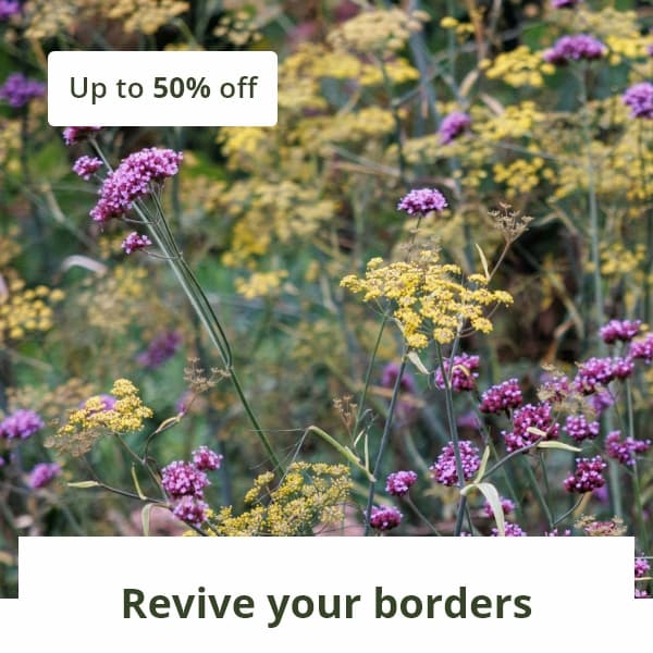 Revive your borders 