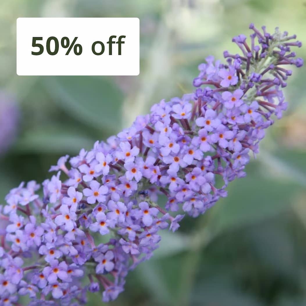 Buddleja 'Lochinch'