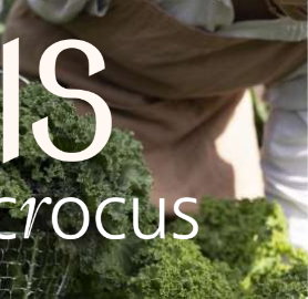 Iris grown by Crocus