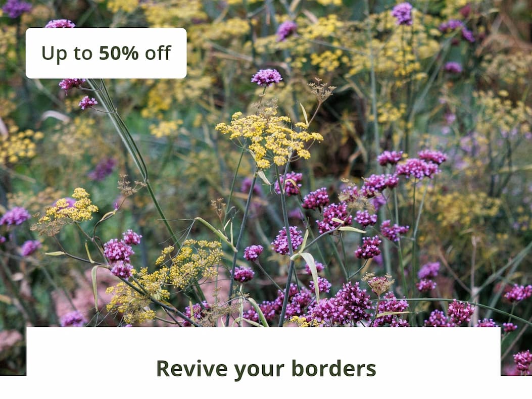 Revive your borders 