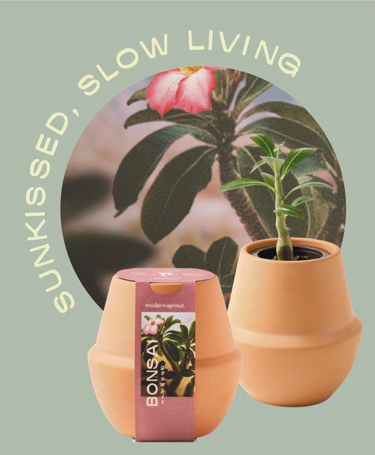 Sunkissed, Slow Living: Desert plants – beautiful, modern décor – slow living satisfaction of watching something take its time to grow via immersion hydroponics. SHOP THE COLLECTION >