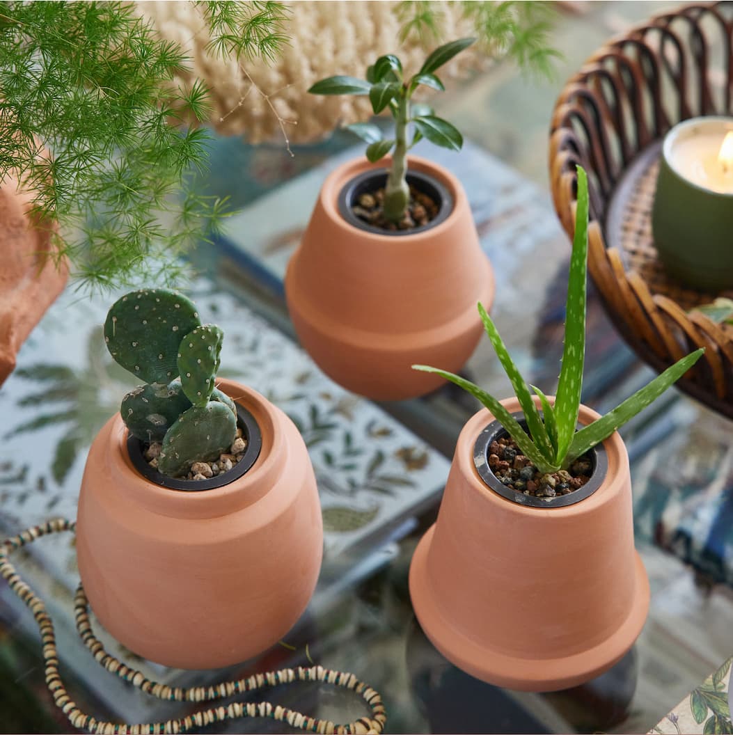 Modern Terracotta Kits: Choose from three modern shapes (or pair them all together!) and grow desert plants from seed in your home: aloe, bonsai or prickly pear cactus.