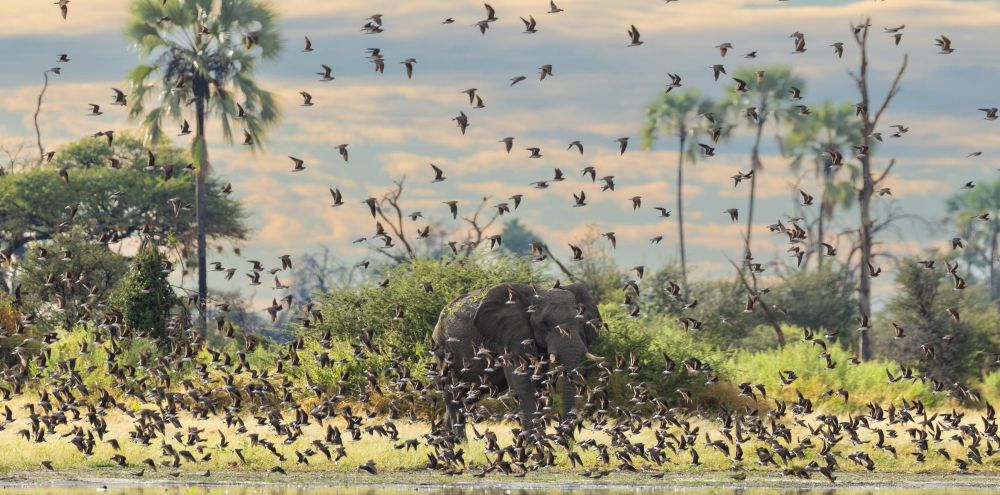 Elephant surrounded by a flock of birds at Wilderness Qorokwe