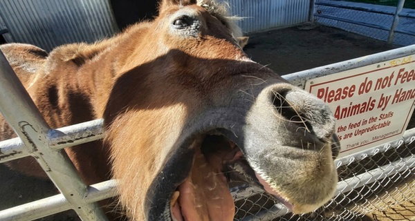 Petting Zoo Admission Deals & Discounts