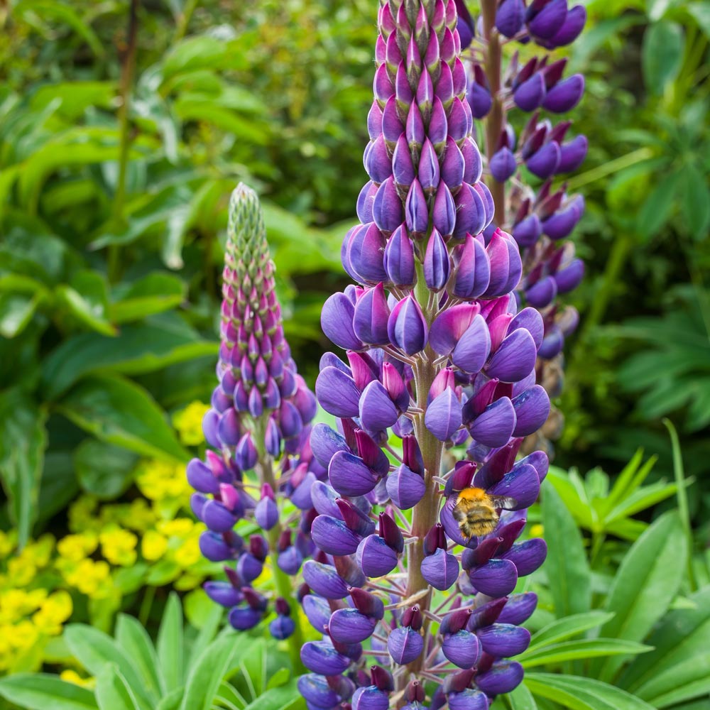 Lupin 'Legendary Blue Shades'