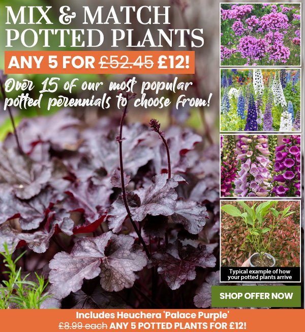 Mix & Match Potted Plants
