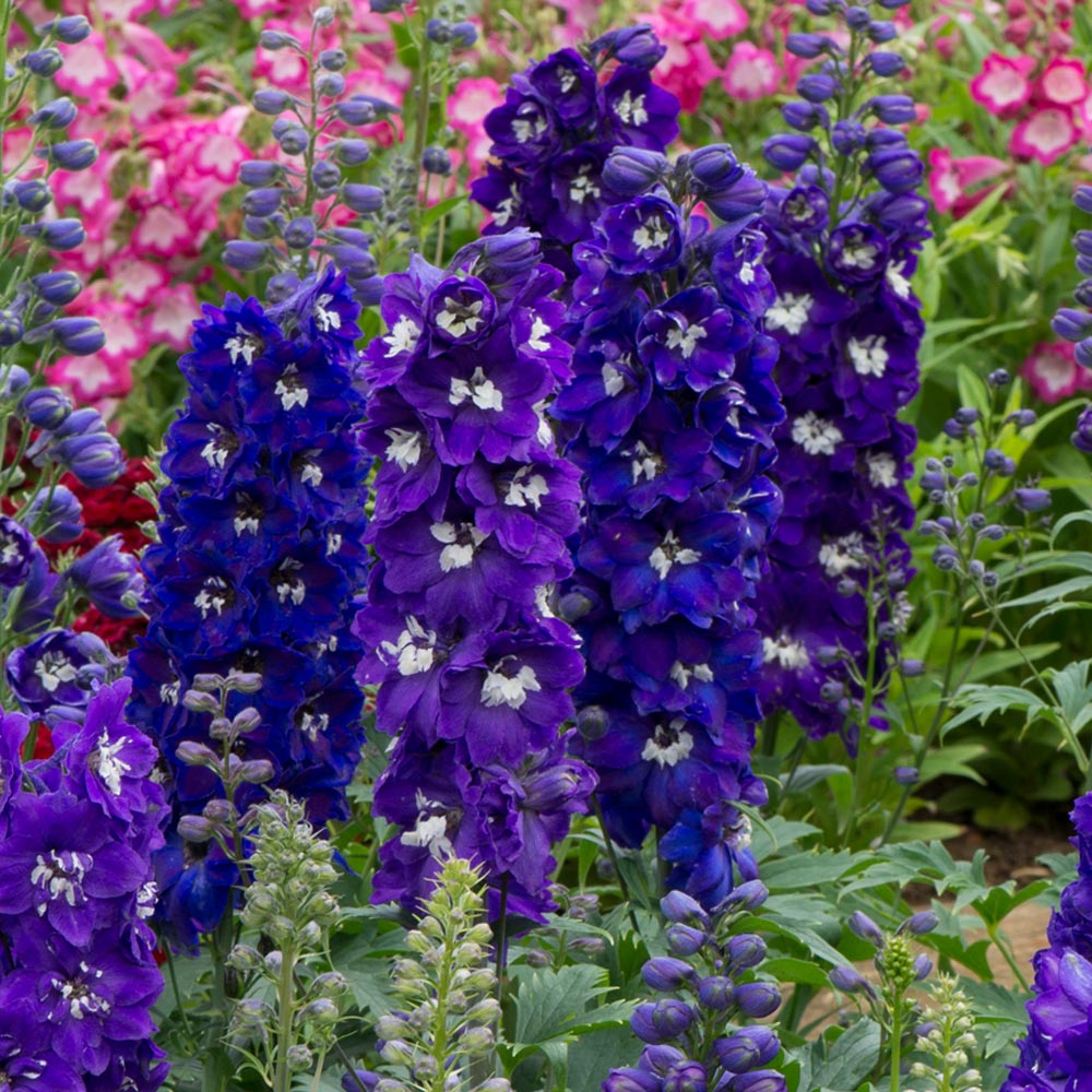 Delphinium 'Dark Blue & White Bee'